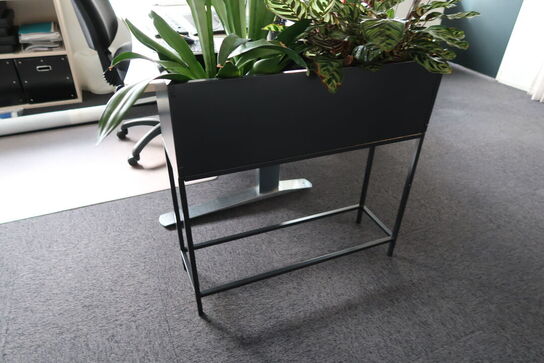 Plante i plantekasse