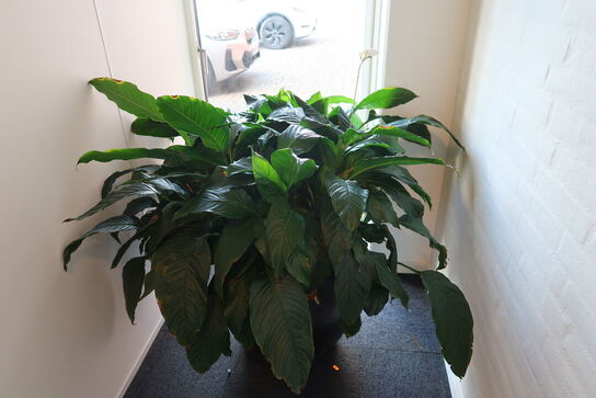 Plante i krukke