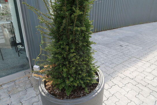 Krukke med juletræ SIRIUS