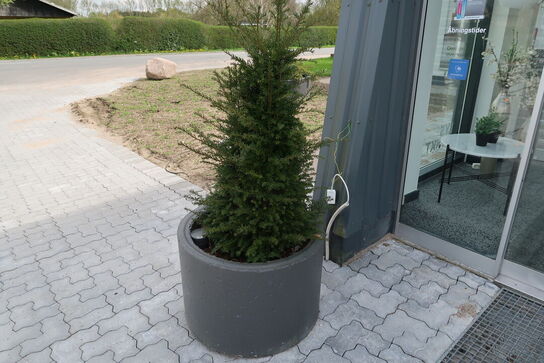 Krukke med juletræ SIRIUS