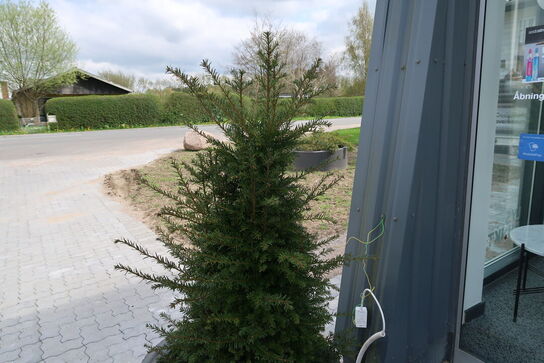 Krukke med juletræ SIRIUS