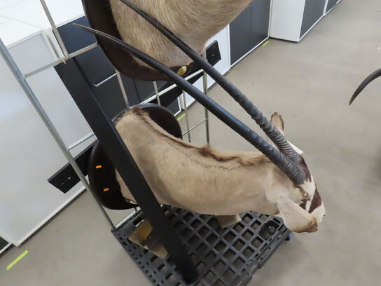 Jagttrofæ - Afrikansk Orxyantilope