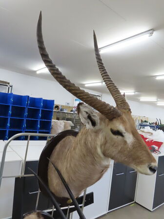 Jagttrofæ - Afrikansk Antilope