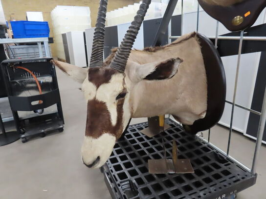 Jagttrofæ - Afrikansk Orxyantilope