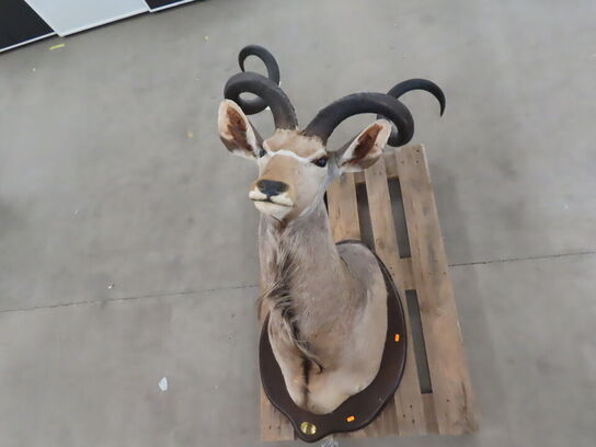 Jagttrofæ - Afrikansk Kudu