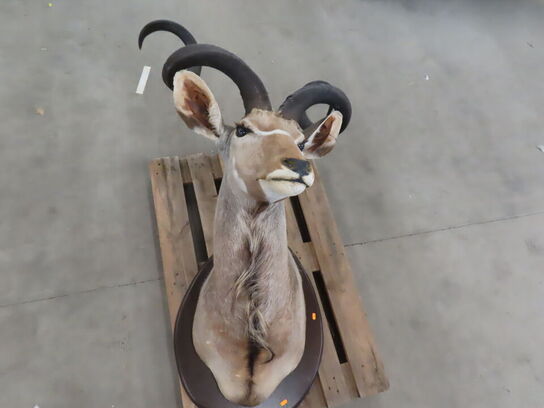 Jagttrofæ - Afrikansk Kudu