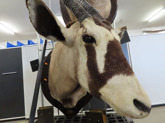 Jagttrofæ - Afrikansk Orxyantilope