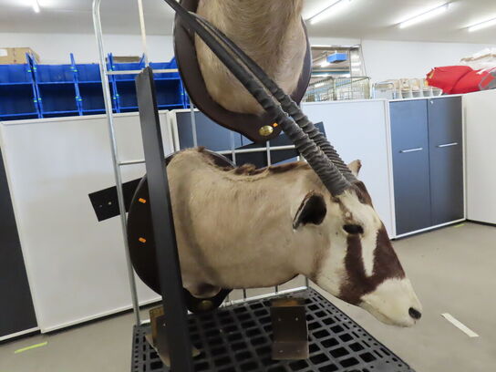 Jagttrofæ - Afrikansk Orxyantilope