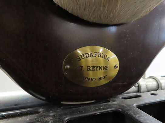 Jagttrofæ - Afrikansk Orxyantilope