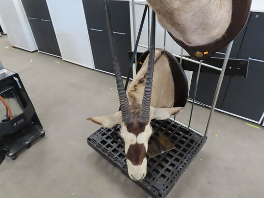 Jagttrofæ - Afrikansk Orxyantilope