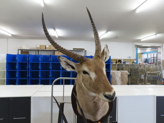Jagttrofæ - Afrikansk Antilope