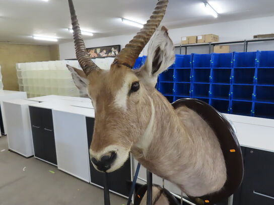 Jagttrofæ - Afrikansk Antilope