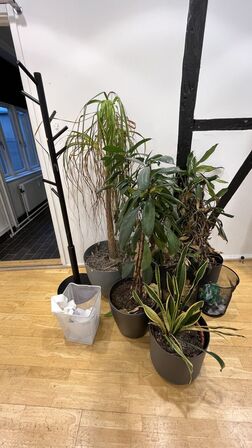 Blandet Lot  5 Stk. Planter i Plastkrukker, Stumtjerner, 3 Papirkurve