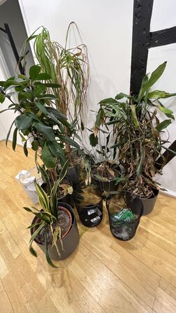 Blandet Lot  5 Stk. Planter i Plastkrukker, Stumtjerner, 3 Papirkurve