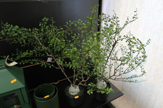 2 stk. kunstige planter i krukke