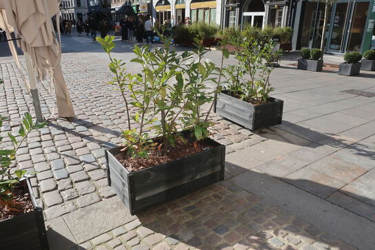 8 stk. plantekasser med planter