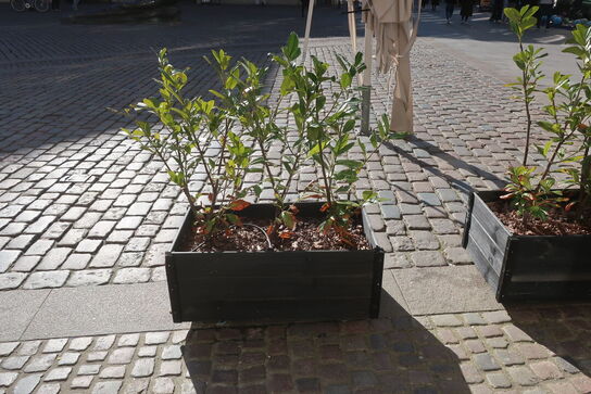 8 stk. plantekasser med planter