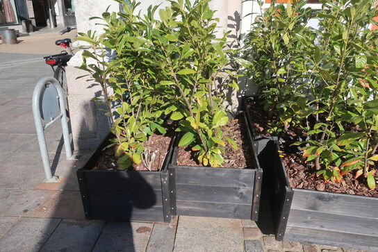8 stk. plantekasser med planter