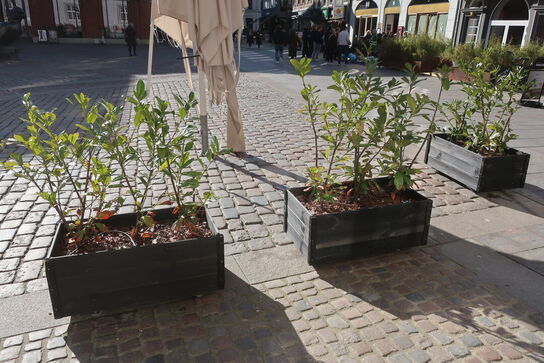8 stk. plantekasser med planter