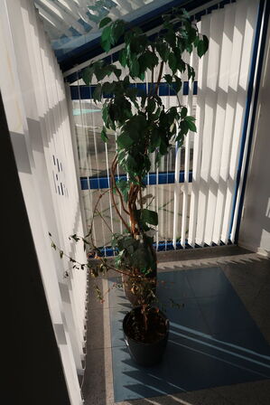 2 stk. planter i krukke