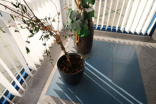 2 stk. planter i krukke