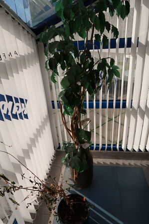 2 stk. planter i krukke