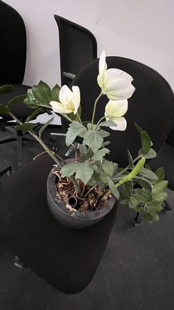 5 kontorstole + Kunstig Plante