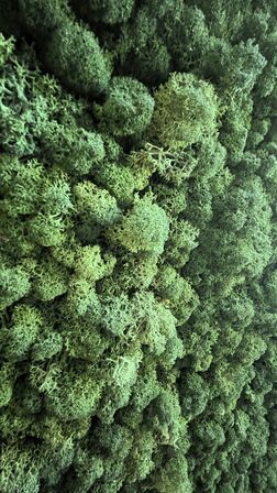 Stor Grøn "Mos" væg 260 x 400 cm  + Lille Kaffeskilt