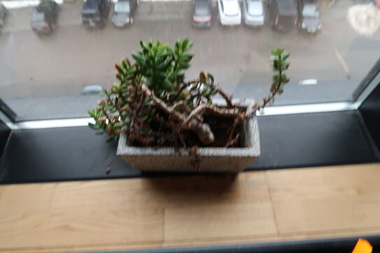 Div. Planter i krukker samt skulpturer