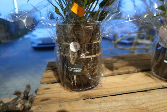 2 stk. planter i krukke