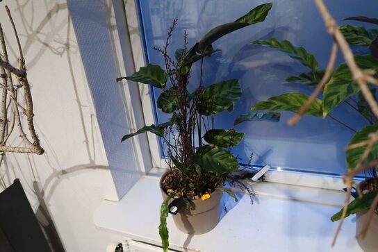 2 stk. planter i krukke