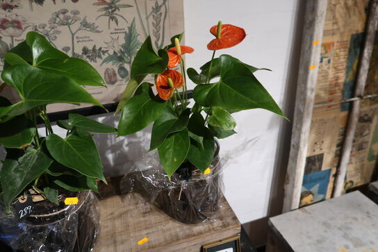 2 stk. planter i krukke