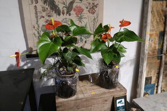 2 stk. planter i krukke