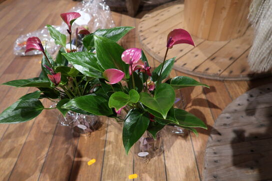 2 stk. planter i krukke