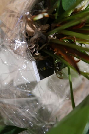 3 stk. planter i krukke