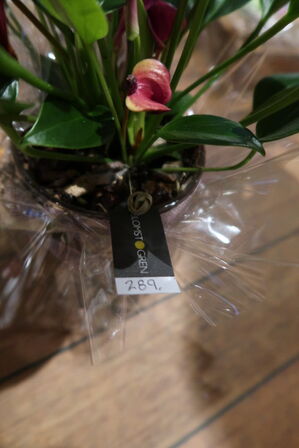 2 stk. planter i krukke