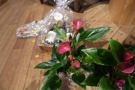 2 stk. planter i krukke