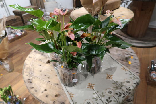 3 stk. planter i krukke