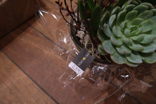 3 stk. planter i krukke