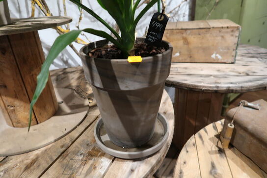 2 stk. planter i krukke