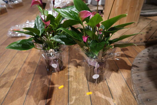 2 stk. planter i krukke