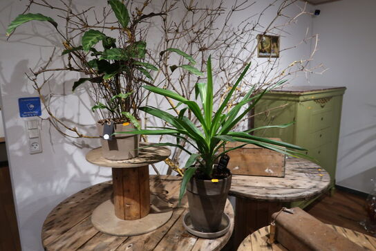 2 stk. planter i krukke