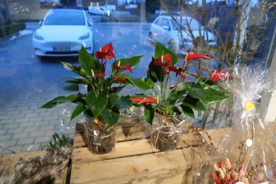 2 stk. planter i krukke