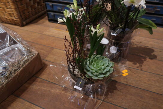 3 stk. planter i krukke