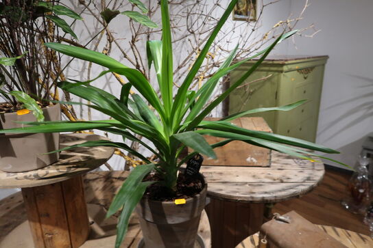 2 stk. planter i krukke