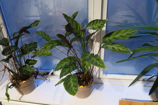 2 stk. planter i krukke