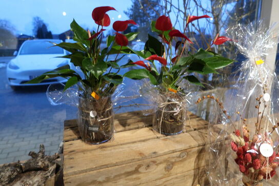 2 stk. planter i krukke