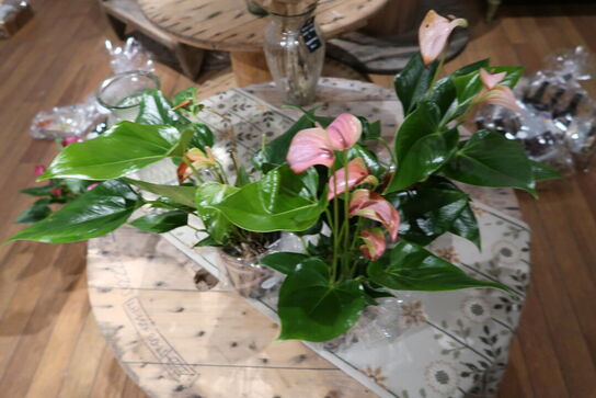 3 stk. planter i krukke