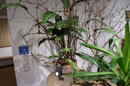 2 stk. planter i krukke