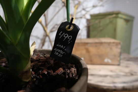 2 stk. planter i krukke